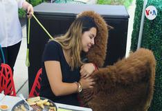 Estados Unidos: alpacas peruanas son la atracción de grandes y chicos