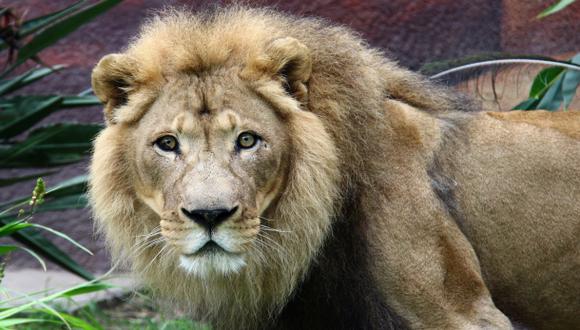 El ancestro común del león moderno vivió hace 124.000 años