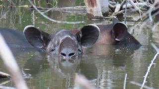 Día Internacional del Tapir: ¿qué está pasando en Latinoamérica con esta especie milenaria?