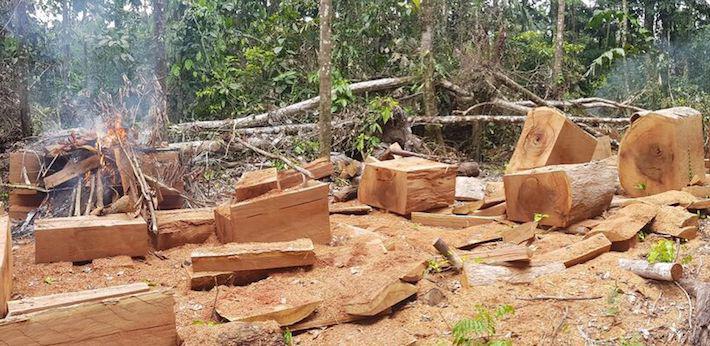 La mayoría de denuncias ambientales en Ucayali están relacionadas a la tala ilegal. Foto: SPDA.