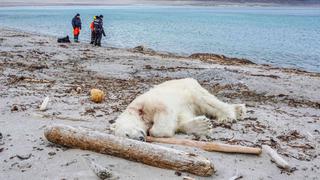 Autoridades noruegas respaldan matanza del oso polar que atacó a turistas