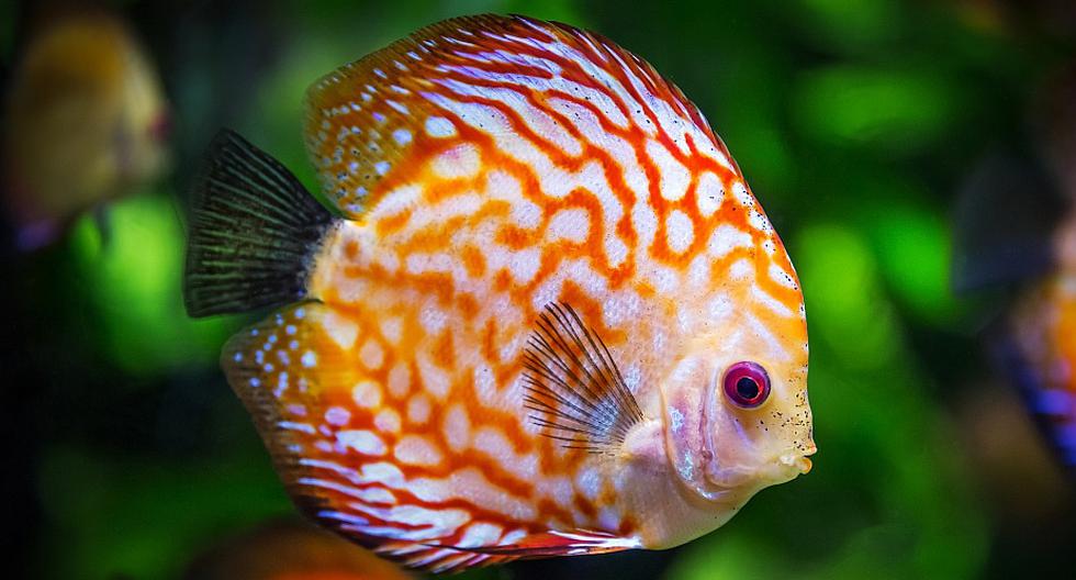 Científicos descubren mecanismo de cambio de sexo en los peces. (Foto: Robert Balog/Pixabay)