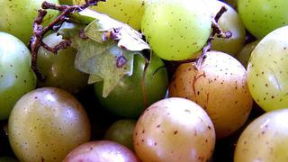 Aceite de semillas de uva ayudaría a reducir la obesidad