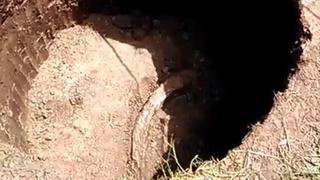 Vine: halla posibles restos de un mastodonte en su patio