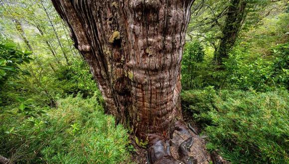 El árbol más antiguo del mundo es de Sudamérica: dónde está. (Foto: AFP)