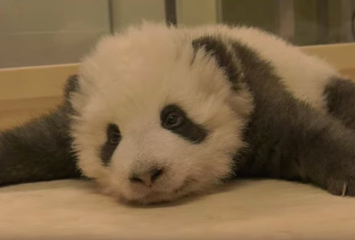 Bebé oso panda no puede dormir debido a un ataque de hipo por las noches. (Foto: Captura Youtube)