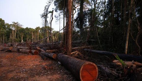 Huánuco: conservación de bosques son declarados de interés regional. (Foto referencial: archivo)