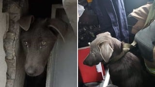 El dramático rescate de un perro atrapado en un agujero de una estación de bus
