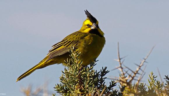 Cardenal amarillo. Foto: Fundación Temaikén