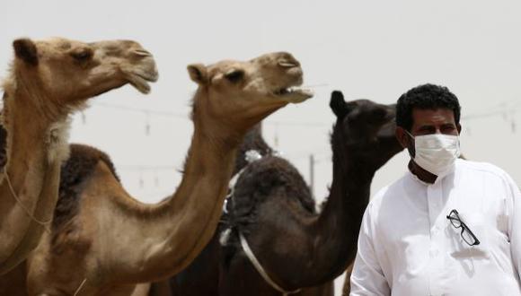Pondrán chips a camellos para controlar difusión de MERS