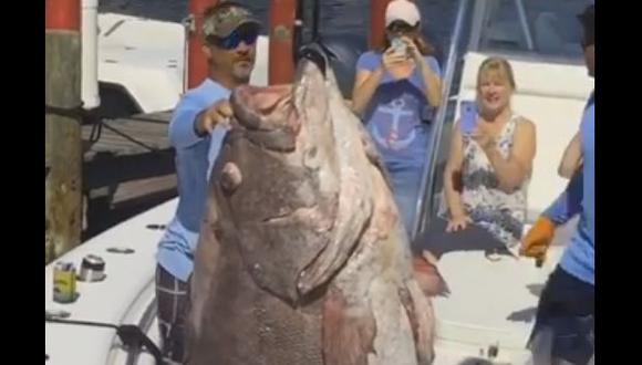 Un mero de 157 kilos fue pescado en Florida [VIDEO]