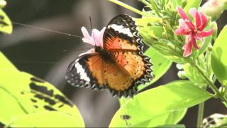Camboya: Generan ingresos por cuidar de mariposas [VIDEO]
