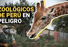 Parque de Las Leyendas y Zoológico de Huachipa en peligro ante la falta de visitas 