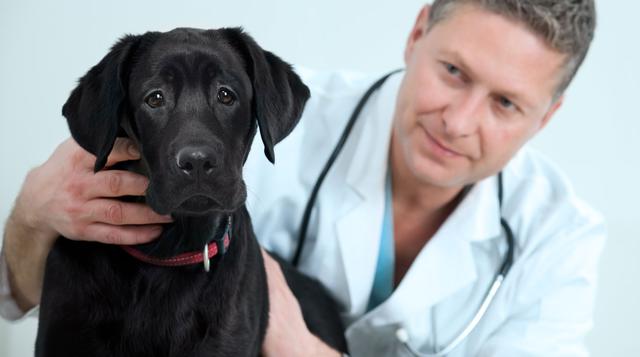 Inflamación de próstata, un mal que también sufren los perros - 3
