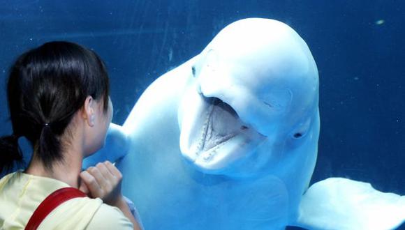 La ballena beluga es muy amistosa y es capaz de imitar sonidos. (Foto: AFP)