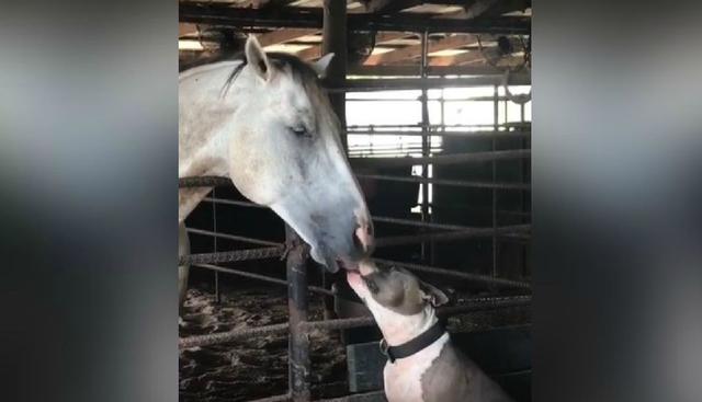 En las imágenes se aprecia claramente cómo un can de raza pitbull y un caballo se dan ‘besos’ en el hocico. (YouTube: ViralHog)