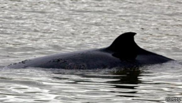 Cómo justifica Japón la matanza continua de ballenas