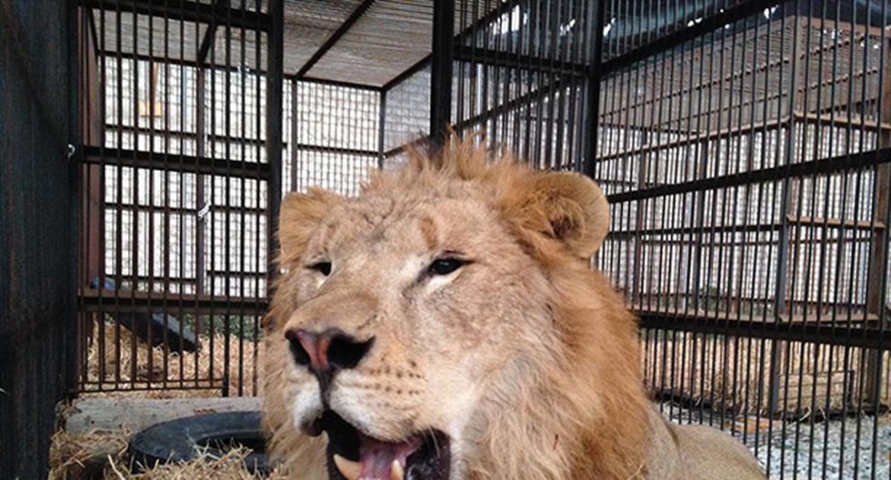 Trasladarán 33 leones de circos de Perú y Colombia a un santuario en Sudáfrica. (Foto: Andina)
