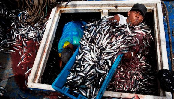 Este año, se capturaría menos de 4,5 mlls. de toneladas de anchoveta. Este es el volumen que requiere la industria para ser rentable, estiman en TASA. (Foto: AFP)