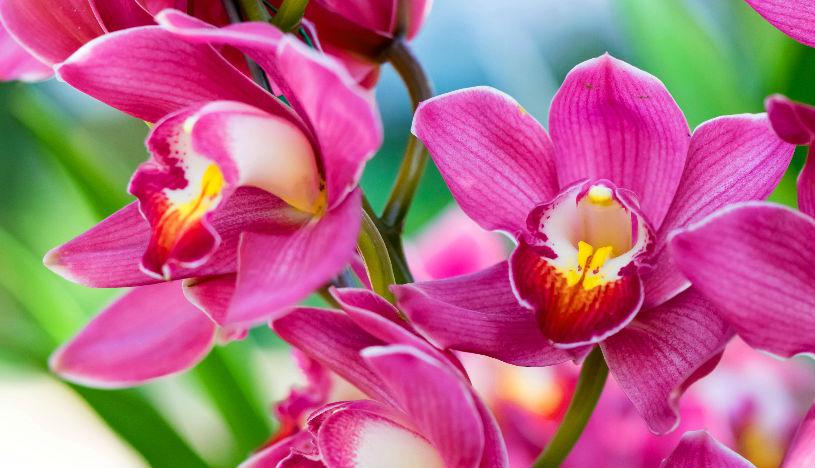 Yanachaga Chemillén resguarda 500 especies 
de orquídeas y se extiende por cinco distritos de Oxapampa. Foto: Shutterstock.