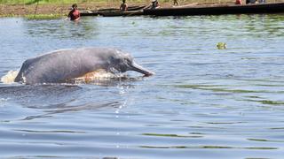 La vida secreta de los delfines de río en Perú