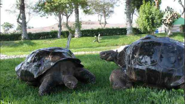 ¿Quiénes son los inquilinos más longevos del zoológico? - 2