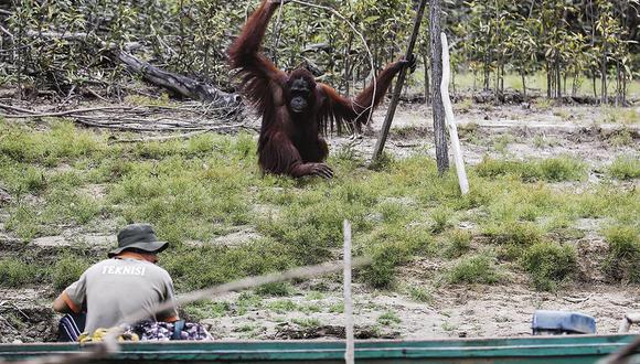 Un orangután de la isla de Borneo parece cazar con una una especie de lanza. Algunos investigadores destacan el uso de herramientas de estos animales.