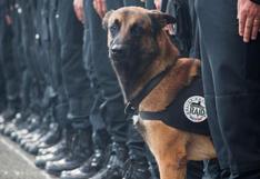 Perro policía muere en operación antiterrorista en París | FOTOS