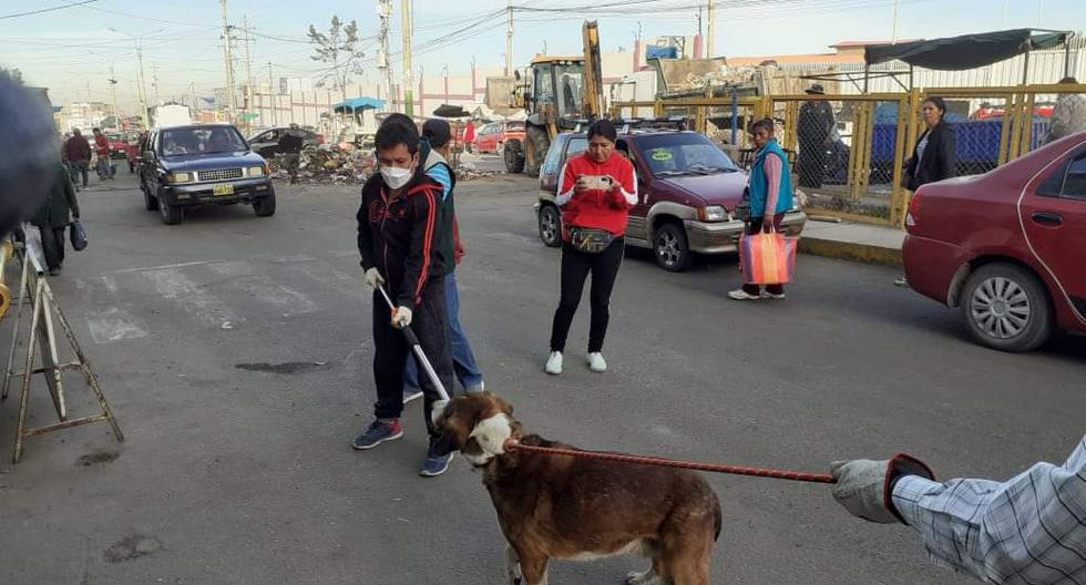 Hasta hace nueve años Arequipa no registraba casos de rabia canina. De acuerdo al informe histórico de la Dirección General de Epidemiología del MINSA, después de 15 años de silencio se reintrodujo la rabia canina en la región de Arequipa. (Cortesía)
