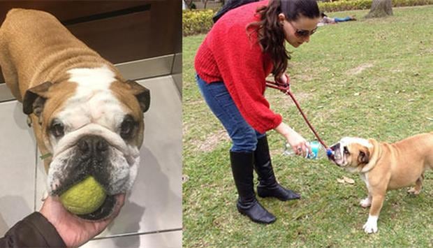 Turrón ha vuelto a ser casi el mismo de siempre, solo falta arreglar su rodilla y listo.