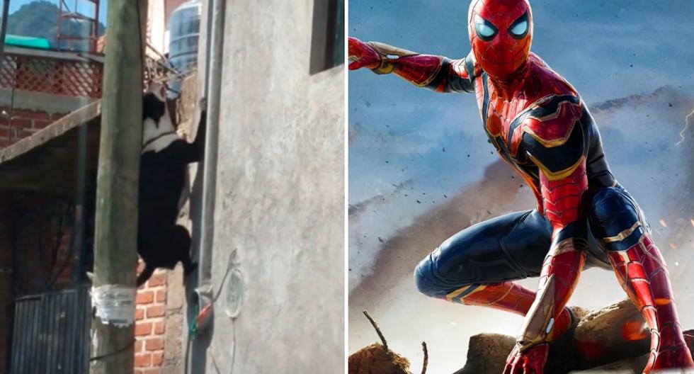 Video viral | Perro es comparado con Spider-Man por trepar una pared y se  hace viral en TikTok | Spider-Man: No Way Home | redes sociales |  tendencias | México | MX | nnda nnrt | VIRALES | MAG.