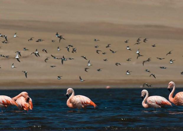 Ver flamencos en la Bahía de Paracas. (Foto: Andina)