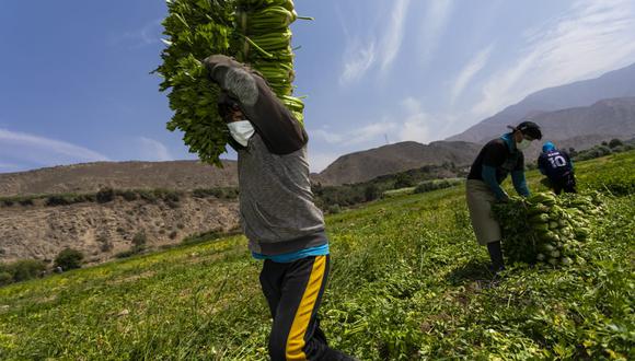 El Seguro Agrícola de Rendimiento brinda respaldo a los agricultores frente al posible impacto que pueda tener un fenómeno climático en los cultivos. (Foto: GEC)