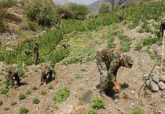 Ayacucho: Sinchis de Mazamari erradican 7.920 plantones de marihuana 
