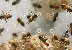 Desaparición de abejas en algunas regiones pone en alarma sistema alimentario mundial