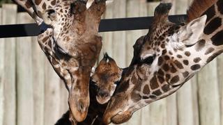FOTOS: una jirafa recién nacida es presentada en el zoológico de Buenos Aires