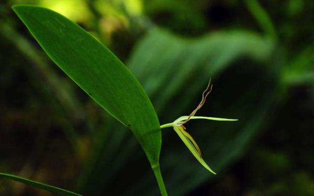 Conozca la historia del robo de una orquídea endémica peruana - 4