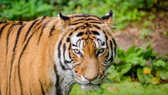 En la India, una madre se enfrentó a un tigre para salvar la vida de su hijo. (Foto: Referencial / Pixabay),