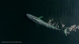 Nace Tic Toc – Golfo Corcovado, el parque marino que protege a las ballenas azules en Chile