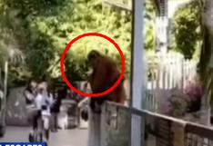 Orangután escapó de recinto y causa pánico entre visitantes de zoo