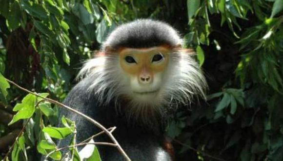 Los monos langures forman parte de una de las especies más amenazadas del planeta y solo se hallan en el norte de Vietnam. (Foto: AFP)