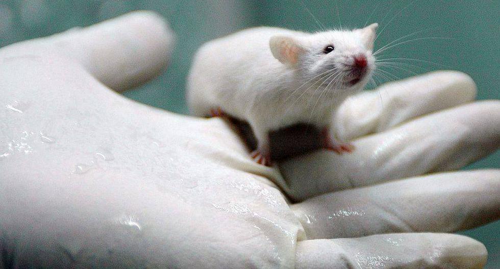 Las ratas pueden transmitir hepatitis E a los humanos. (Foto: Getty Images)