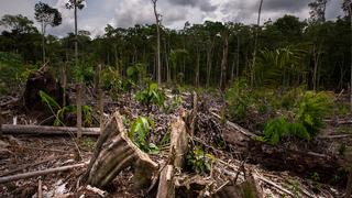 Perú perdió dos millones de hectáreas de bosques primarios en dos décadas | FOTOS