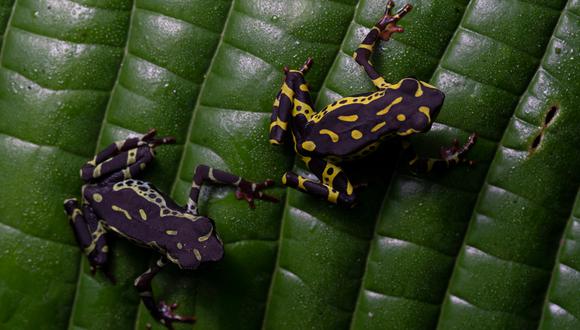 Atelopus spumarius. Foto: Jaime Culebras/Photo Wildlife Tours.