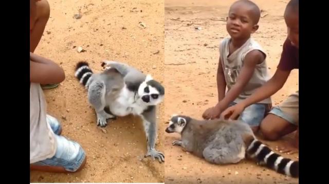 Unos niños fueron los cómplices de un lémur, animal natural de Madagascar, en un video que se volvió viral en Facebook por la divertida escena. (Foto: captura)