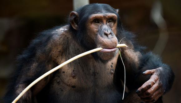 La investigación encontró que los chimpancé tienen sus habilidades motrices con los palos plenamente funcionales a los 6 años, aunque ciertas acciones más avanzadas no se desarrollan plenamente hasta que cumplen 15 años.