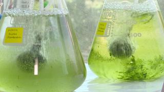 Diminutas algas pueden ayudar a descontaminar los lagos del país | VIDEO