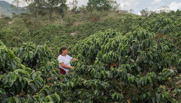 Los sistemas agroforestales en las fincas de café permiten que la producción de cultivo reduzca su huella ambiental ya que los árboles capturan CO₂. (Foto: PMACC)