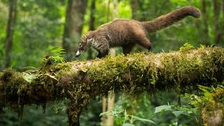 ¿Las heces del coatí mejoran la calidad del grano de café? 