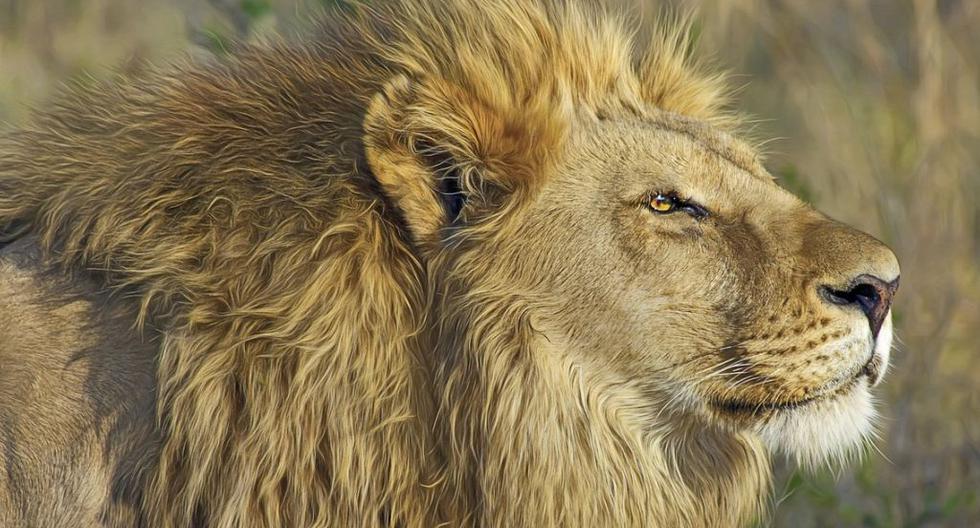Imagen referencial de león africano. (Foto: Pixabay)